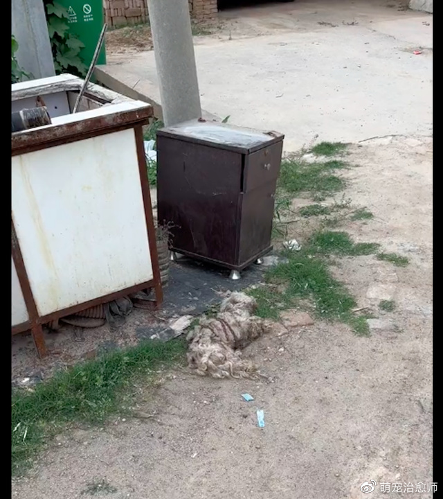 被大姐扔掉的病狗，还要价百元才让别人救它，在她眼里只有利益！休闲区蓝鸢梦想 - Www.slyday.coM