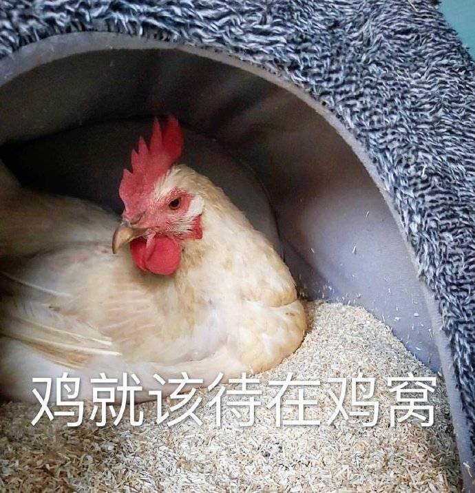 表情包鸡就该待在鸡窝