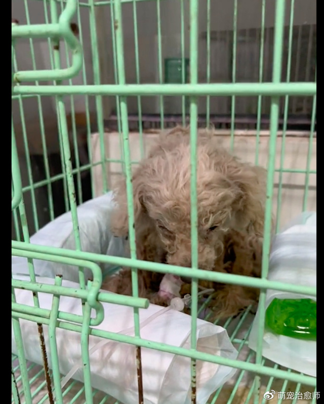 被大姐扔掉的病狗，还要价百元才让别人救它，在她眼里只有利益！休闲区蓝鸢梦想 - Www.slyday.coM