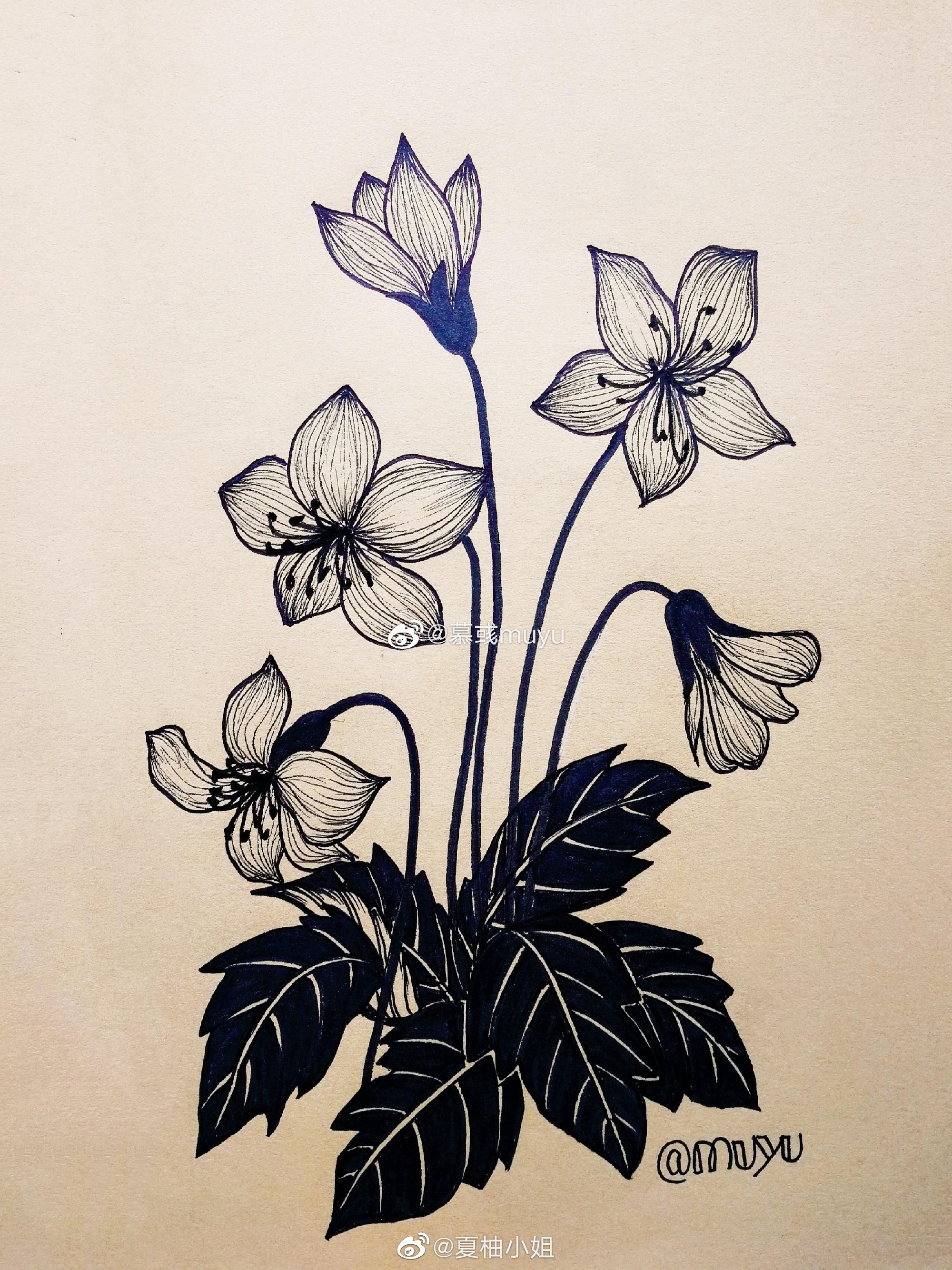 黑白线描花卉