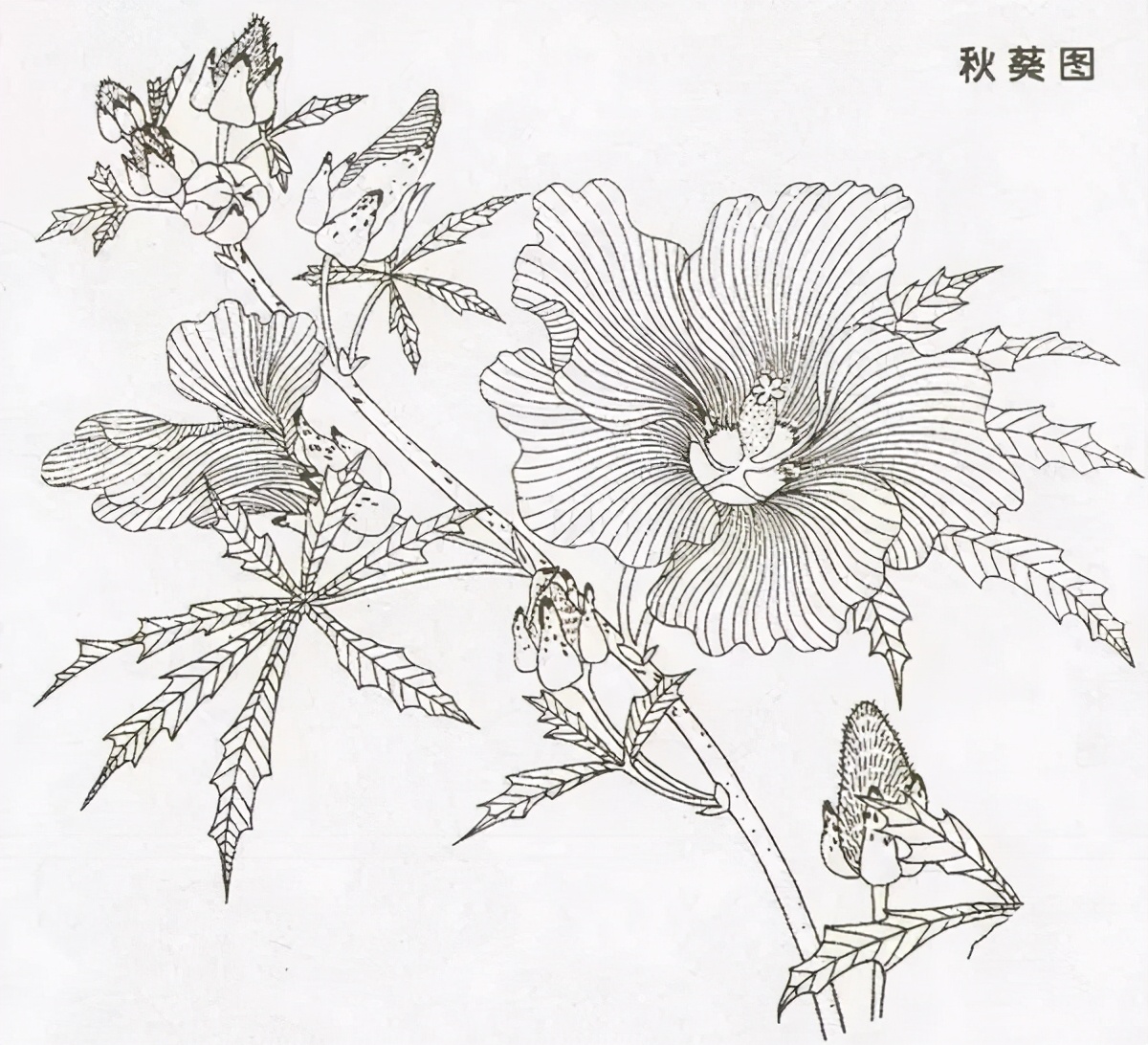 花鸟画技法秘诀，全是精华！