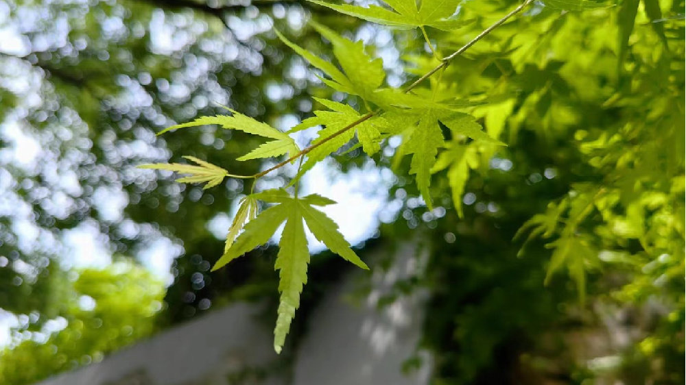 未来一周我省沿江江南多阴雨 气温起伏不大