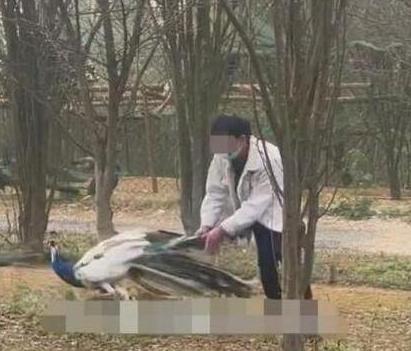 一动物园内孔雀遭游客拔毛,多次挣扎未逃脱,曾有孔雀被抱而吓死休闲区蓝鸢梦想 - Www.slyday.coM 一动物园内孔雀遭游客拔毛,多次挣扎未逃脱,曾有孔雀被抱而吓死休闲区蓝鸢梦想 - Www.slyday.coM