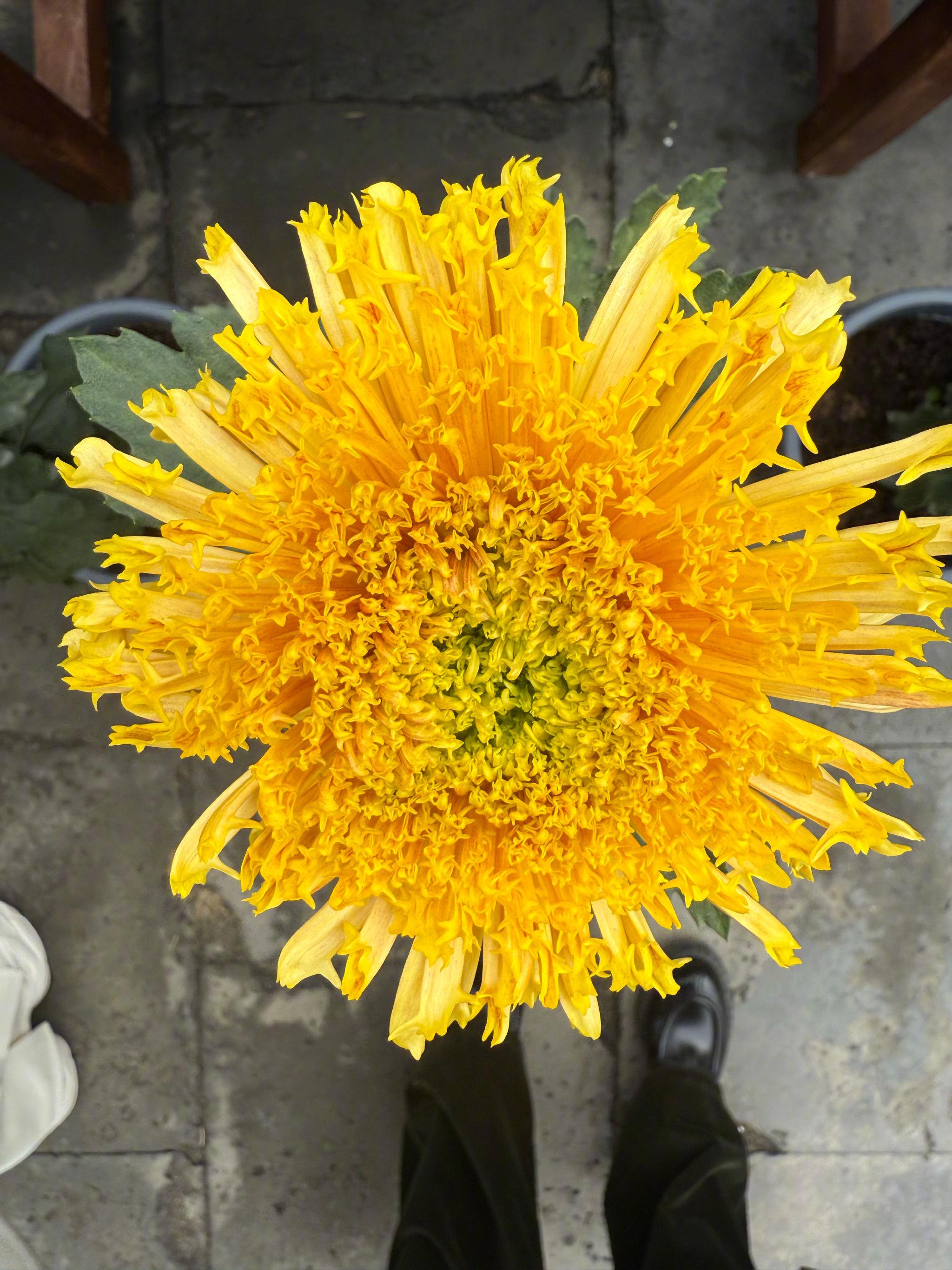 来跟着@王珞丹 一起赏菊啦～好多不同种类的菊花，赏心悦目