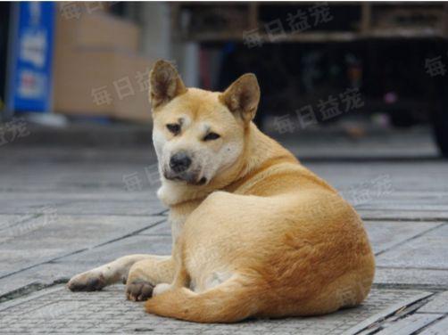 狗狗消失5天后再回家，看到它叼着的东西后，主人忍不住哭了休闲区蓝鸢梦想 - Www.slyday.coM