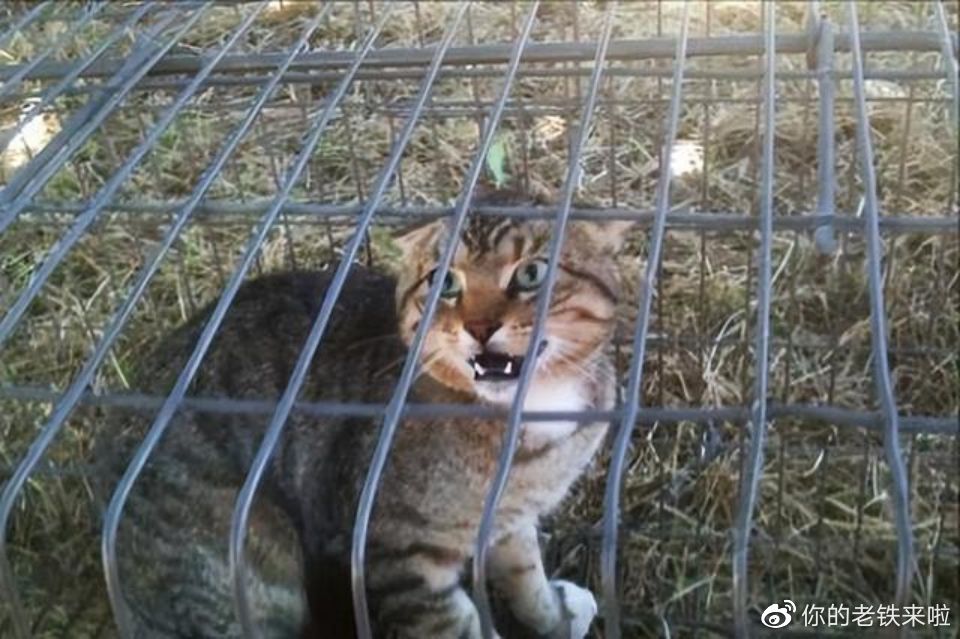 澳洲猫咪：从可爱宠物到凶残的入侵者，每年干掉两亿只小动物！