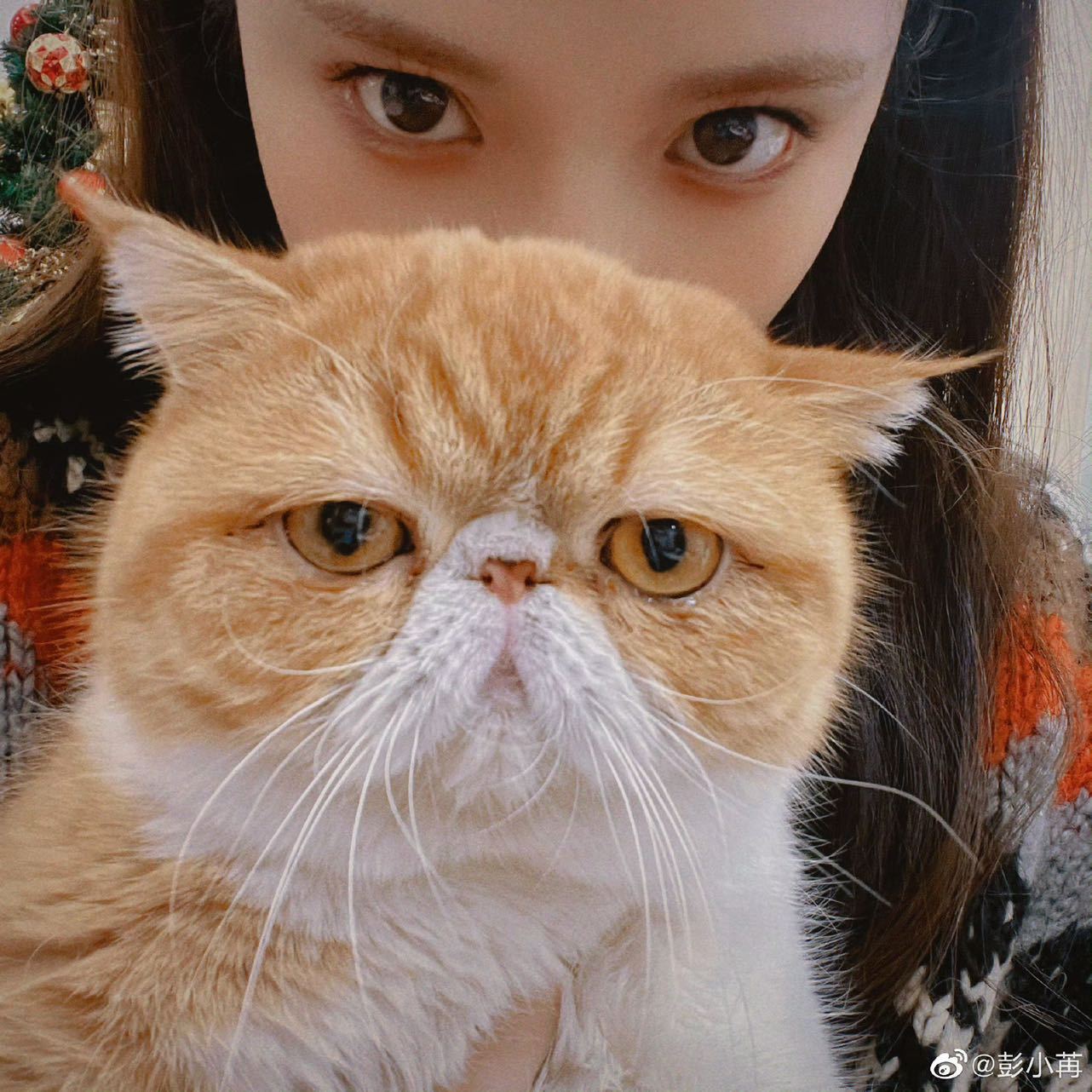 被漂亮姐姐收养的流浪猫福福，遇到彭小苒这样人美心善的姐姐就是种幸福啦