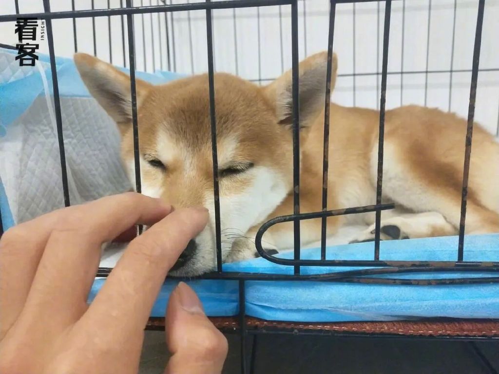 宠物市场的黑心生意:2000元买的狗,活不过7天休闲区蓝鸢梦想 - Www.slyday.coM 宠物市场的黑心生意:2000元买的狗,活不过7天休闲区蓝鸢梦想 - Www.slyday.coM