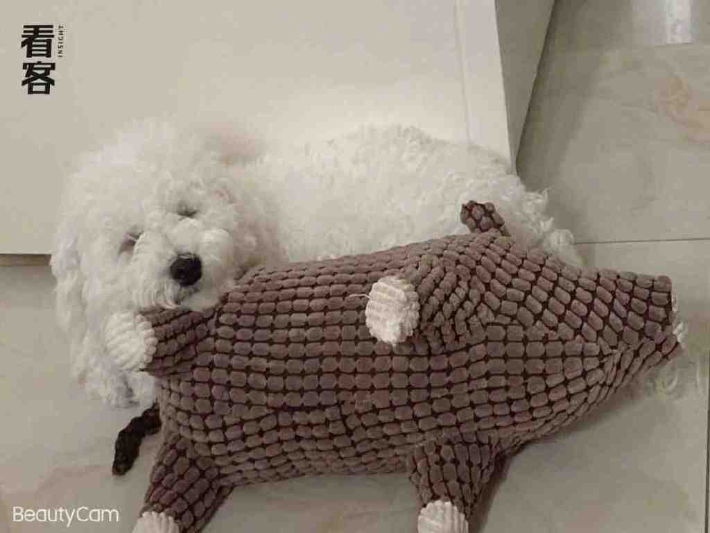 宠物市场的黑心生意:2000元买的狗,活不过7天休闲区蓝鸢梦想 - Www.slyday.coM 宠物市场的黑心生意:2000元买的狗,活不过7天休闲区蓝鸢梦想 - Www.slyday.coM