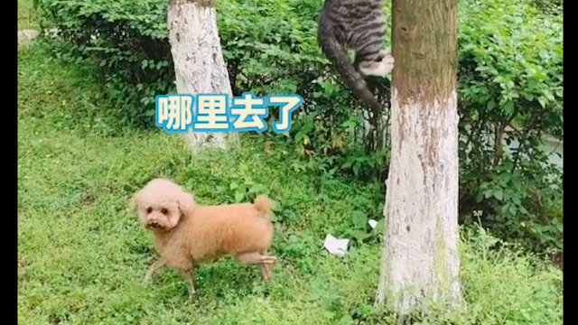 猫爬到了树上狗在下面怎么也找不到这段我在猫和老鼠里看过 猫和老鼠 猫咪 狗狗 新浪新闻