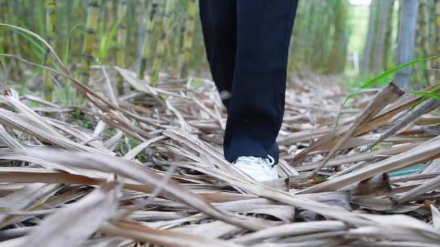 钻“青纱帐”、品甘蔗宴！探秘东莞最大甘蔗基地