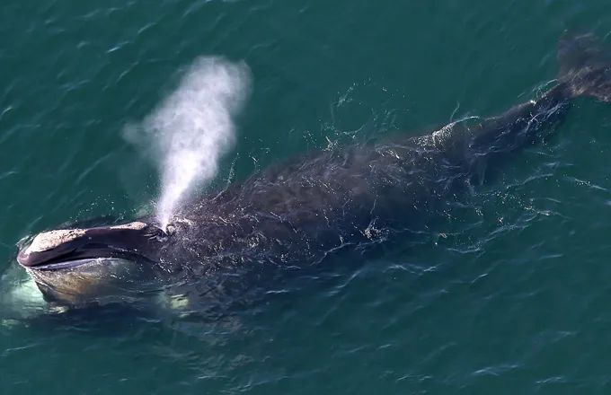 北大西洋露脊鲸(north atlantic whales),是仅次于蓝鲸和弓头鲸的