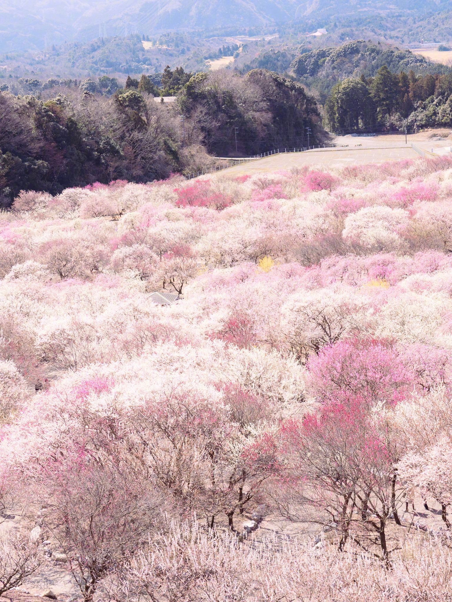 日本三重县盛开的梅花海 (twi: mitsuyuka_lp)