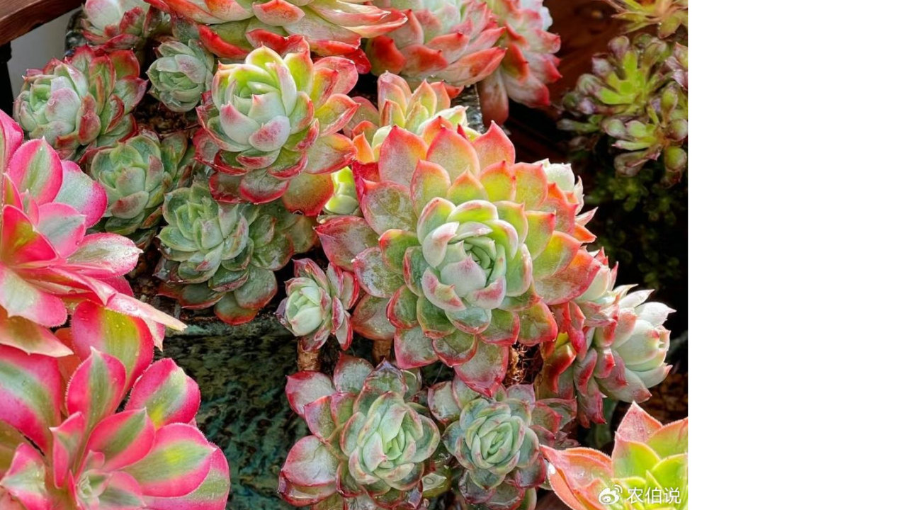 养花10年，我奉劝你别碰这9种花，太坑了