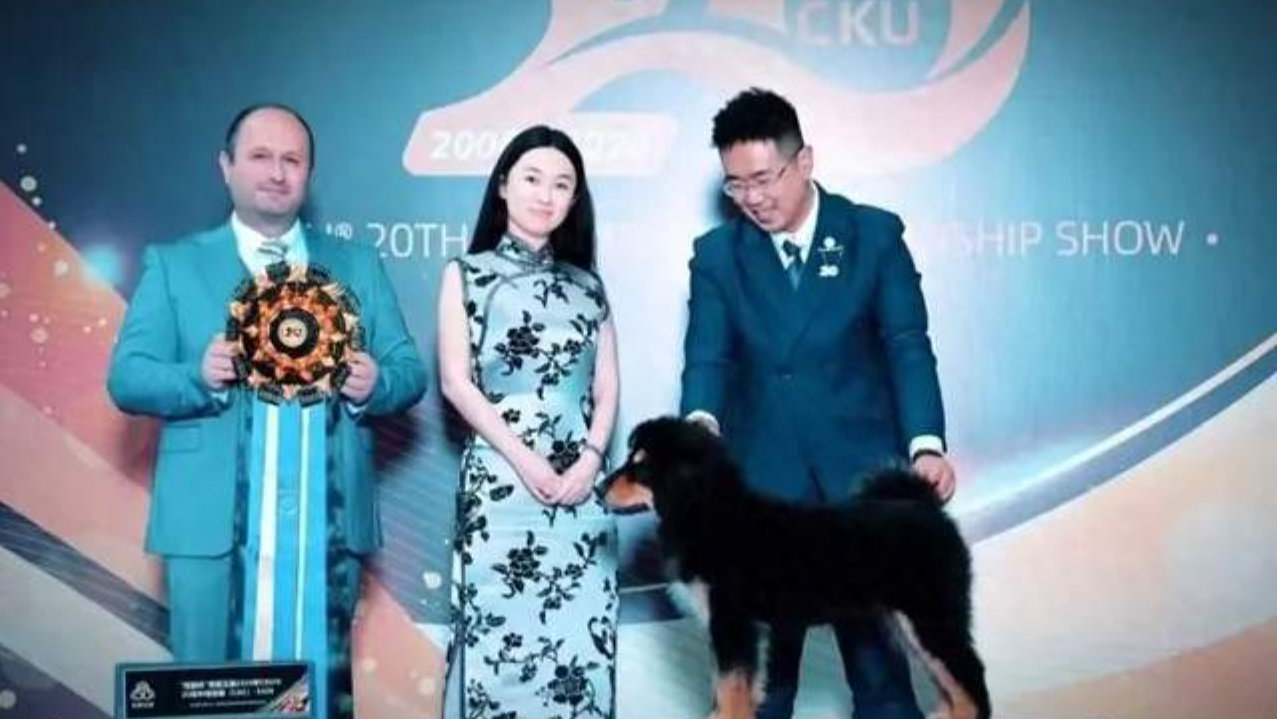 穿旗袍遛狗登上热搜榜！46岁的霍思燕这次不靠演戏，照样杀疯了