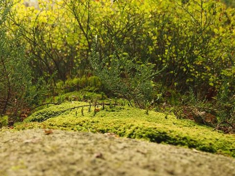 黄山帐篷营地怎么选？山顶130元看日出vs山下人均50元，2种合法姿势说清+FAQ