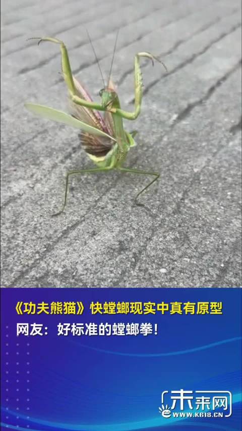 功夫熊猫快螳螂现实中真有原型