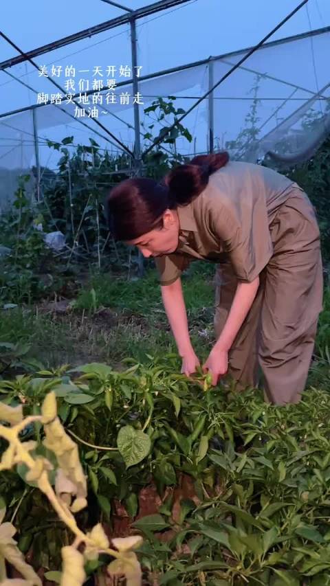 曾黎清晨采摘自种辣椒送粉丝，呼吁脚踏实地生活