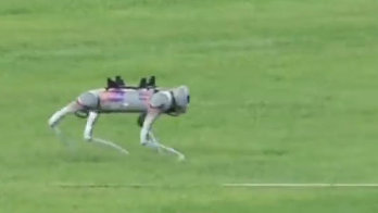 世界首次！杭州亚运会惊现机械狗 在赛场来回搬运铁饼