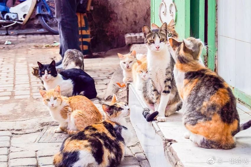 投喂流浪猫狗是另一种虐杀行为