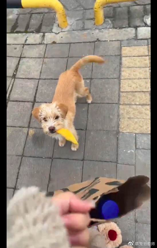 狗狗为了求收养,叼了一片漂亮的树叶送给小姐姐,被感动到了!休闲区蓝鸢梦想 - Www.slyday.coM 狗狗为了求收养,叼了一片漂亮的树叶送给小姐姐,被感动到了!休闲区蓝鸢梦想 - Www.slyday.coM