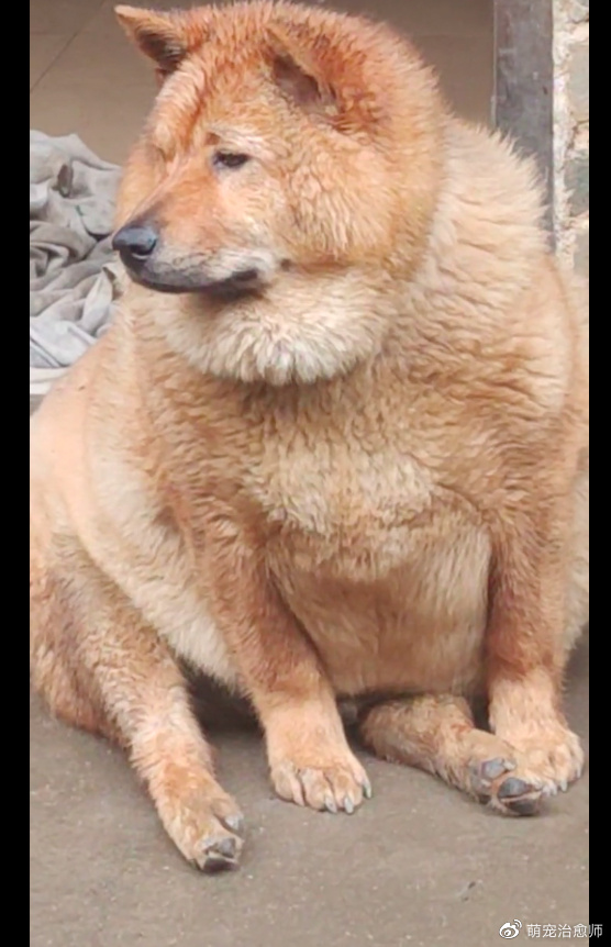 2个月没见狗狗,它已被奶奶喂成了大胖狗,这是披着狗皮的猪吗?休闲区蓝鸢梦想 - Www.slyday.coM 2个月没见狗狗,它已被奶奶喂成了大胖狗,这是披着狗皮的猪吗?休闲区蓝鸢梦想 - Www.slyday.coM
