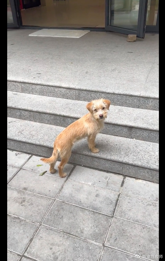 狗狗为了求收养,叼了一片漂亮的树叶送给小姐姐,被感动到了!休闲区蓝鸢梦想 - Www.slyday.coM 狗狗为了求收养,叼了一片漂亮的树叶送给小姐姐,被感动到了!休闲区蓝鸢梦想 - Www.slyday.coM