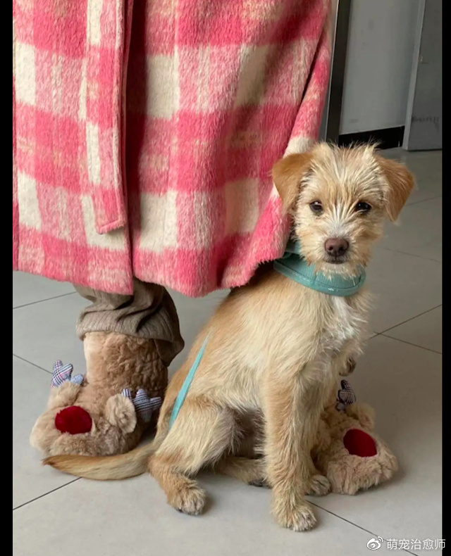 狗狗为了求收养,叼了一片漂亮的树叶送给小姐姐,被感动到了!休闲区蓝鸢梦想 - Www.slyday.coM 狗狗为了求收养,叼了一片漂亮的树叶送给小姐姐,被感动到了!休闲区蓝鸢梦想 - Www.slyday.coM