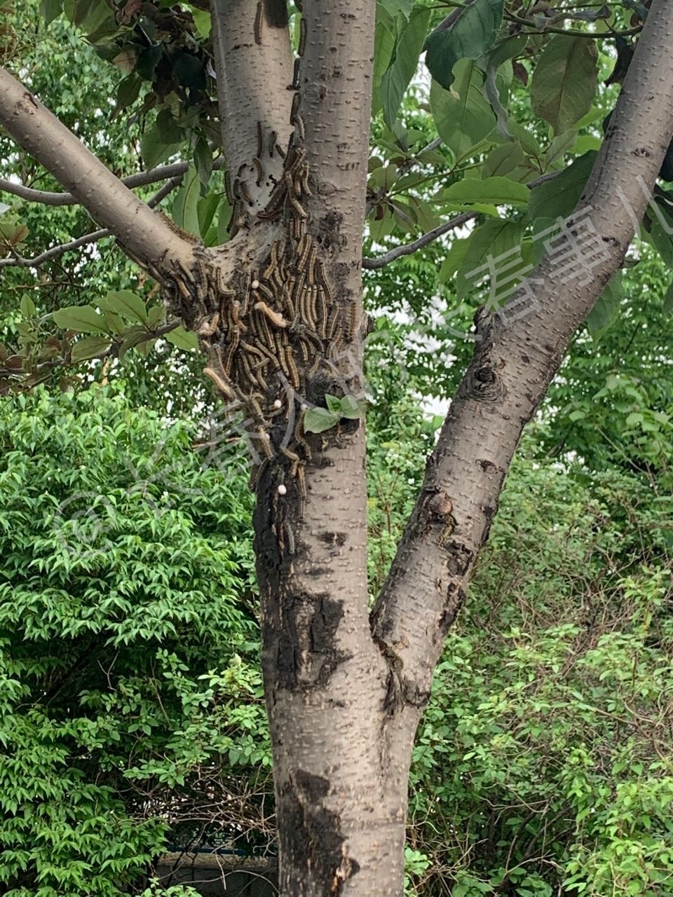 网友投稿:长春洋辣子贴树皮能给它曝光一下不