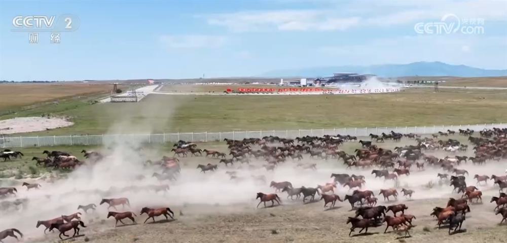 新疆昭苏草原上演“万马奔腾”壮观景象 马产业蓬勃发展打造影响力IP