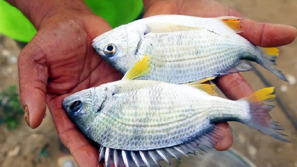 金湾黄立鱼——来自广东珠海的国家地理标志农产品
