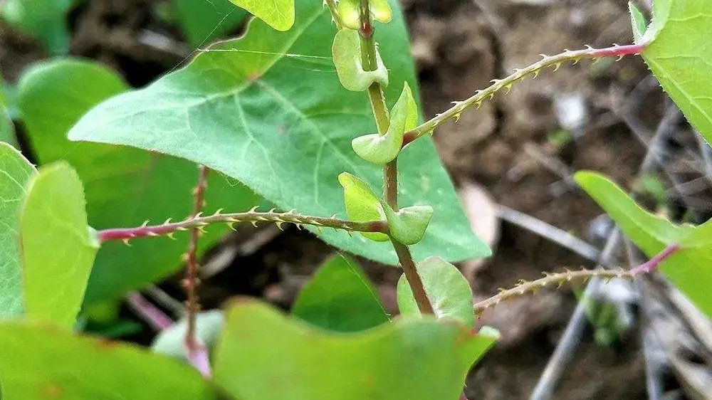农村常见植物杠板归,又叫蛇倒退,好多人不知道它的价值与用途