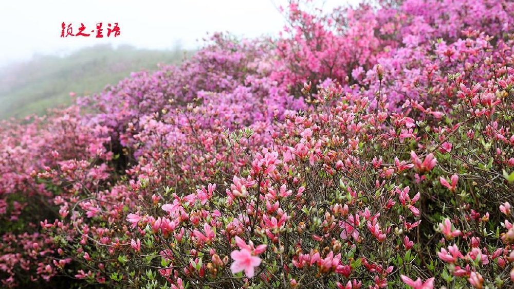 炮台岗杜鹃坡，烂醉芳径花丛中