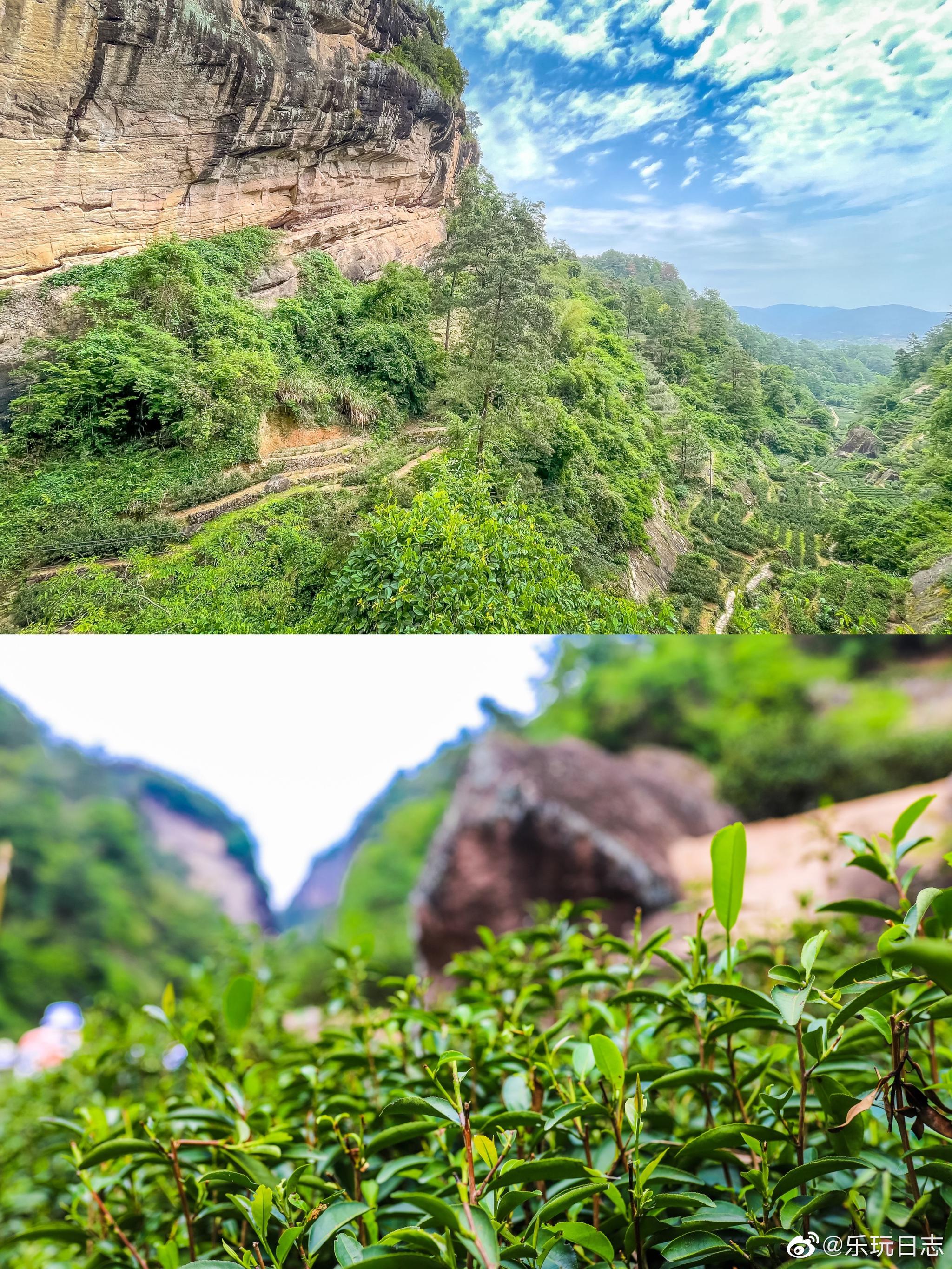 武夷山牛栏坑是武夷山风景区最重要的传统正岩茶产区