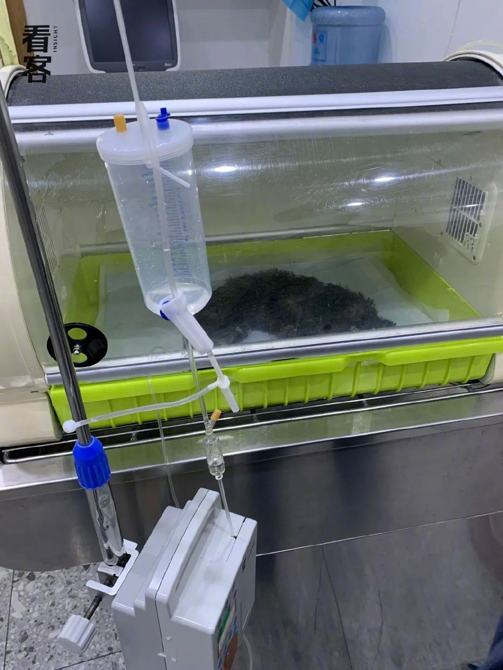 宠物市场的黑心生意:2000元买的狗,活不过7天休闲区蓝鸢梦想 - Www.slyday.coM 宠物市场的黑心生意:2000元买的狗,活不过7天休闲区蓝鸢梦想 - Www.slyday.coM