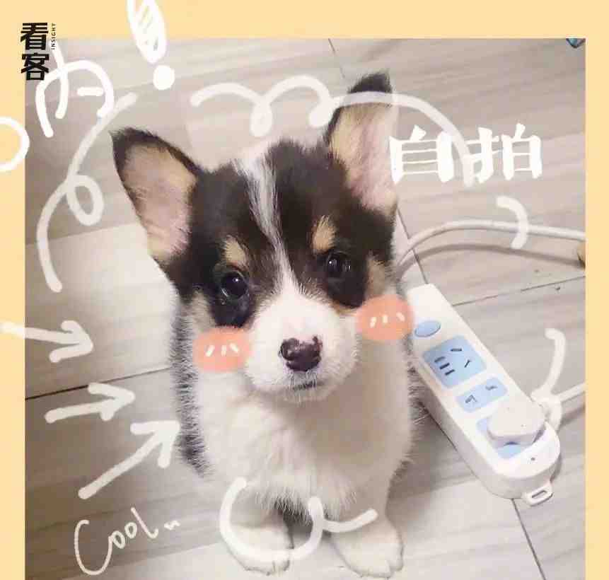 宠物市场的黑心生意:2000元买的狗,活不过7天休闲区蓝鸢梦想 - Www.slyday.coM 宠物市场的黑心生意:2000元买的狗,活不过7天休闲区蓝鸢梦想 - Www.slyday.coM