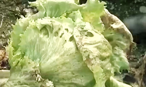 汉堡里没生菜！<a href=