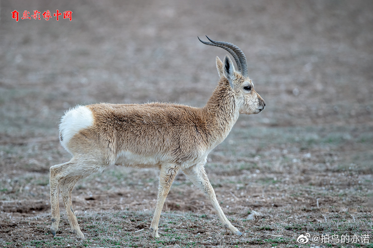 我们为什么要称呼普氏原羚为“中华对角羚” - 中国自然保护区生物标本资源共享平台