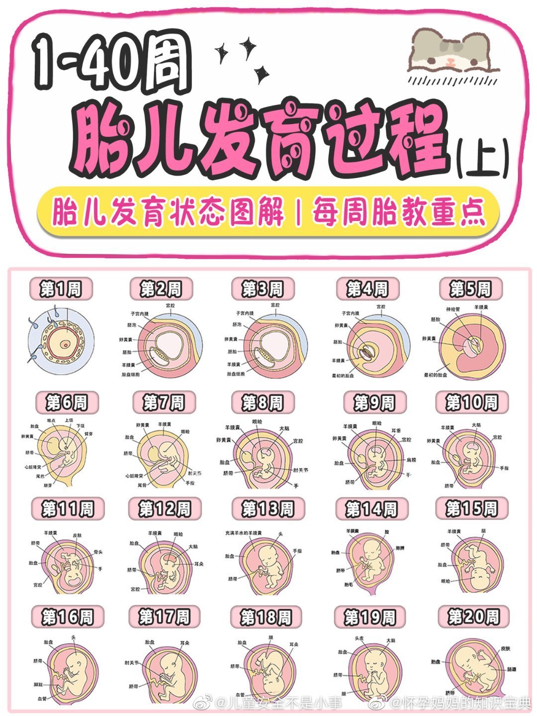 1-40周胎儿发育过程(上)!
