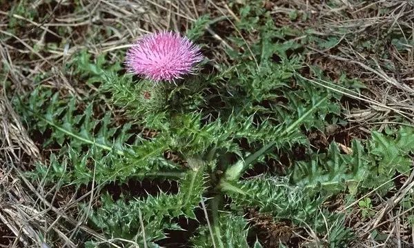 26种阔叶杂草（83张高清图来了）