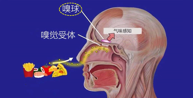 嗅觉对有害物质的作用