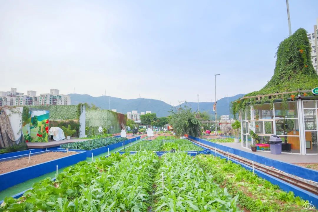 深圳天空农场能摘菜还能玩