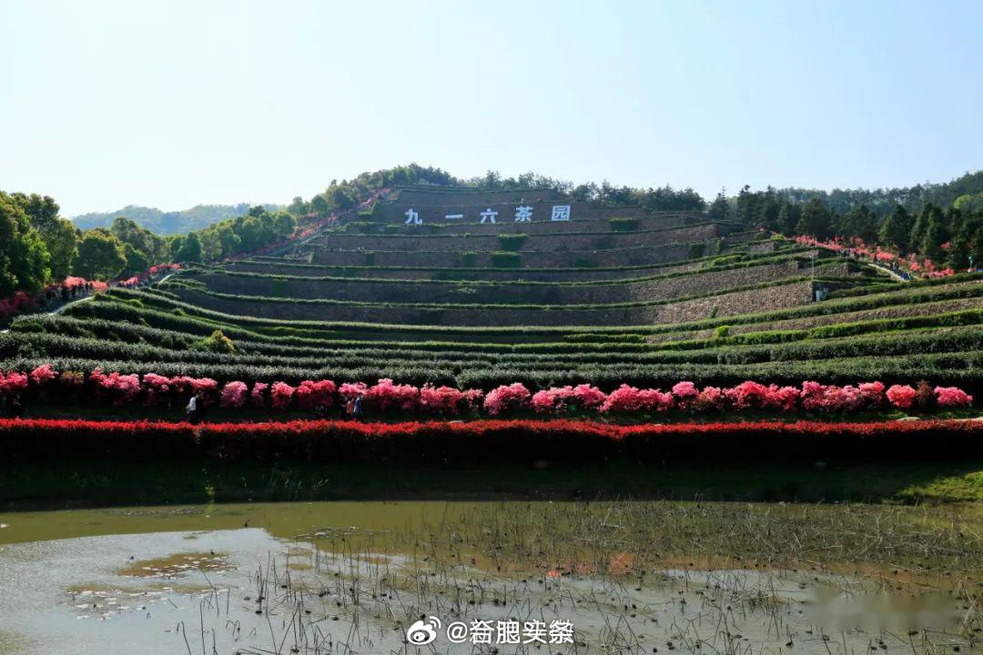 哇塞！舒城舒茶“九一六”茶园，为中国最美茶园之一