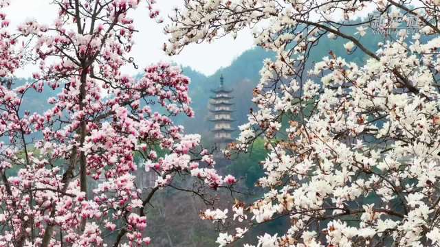 安徽：新安江畔玉兰开