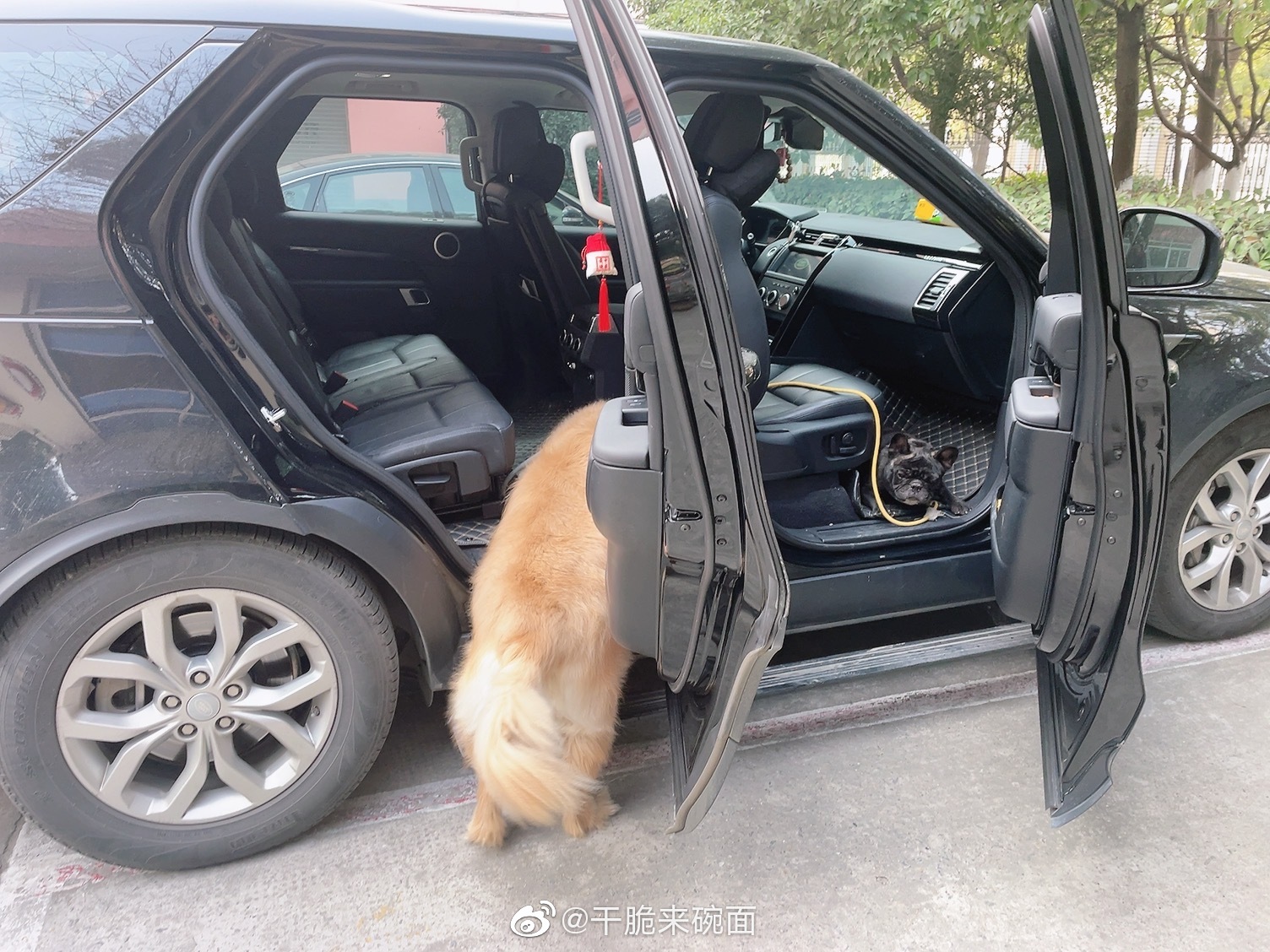 许仙是自己上车的，还是灵活的小胖纸……