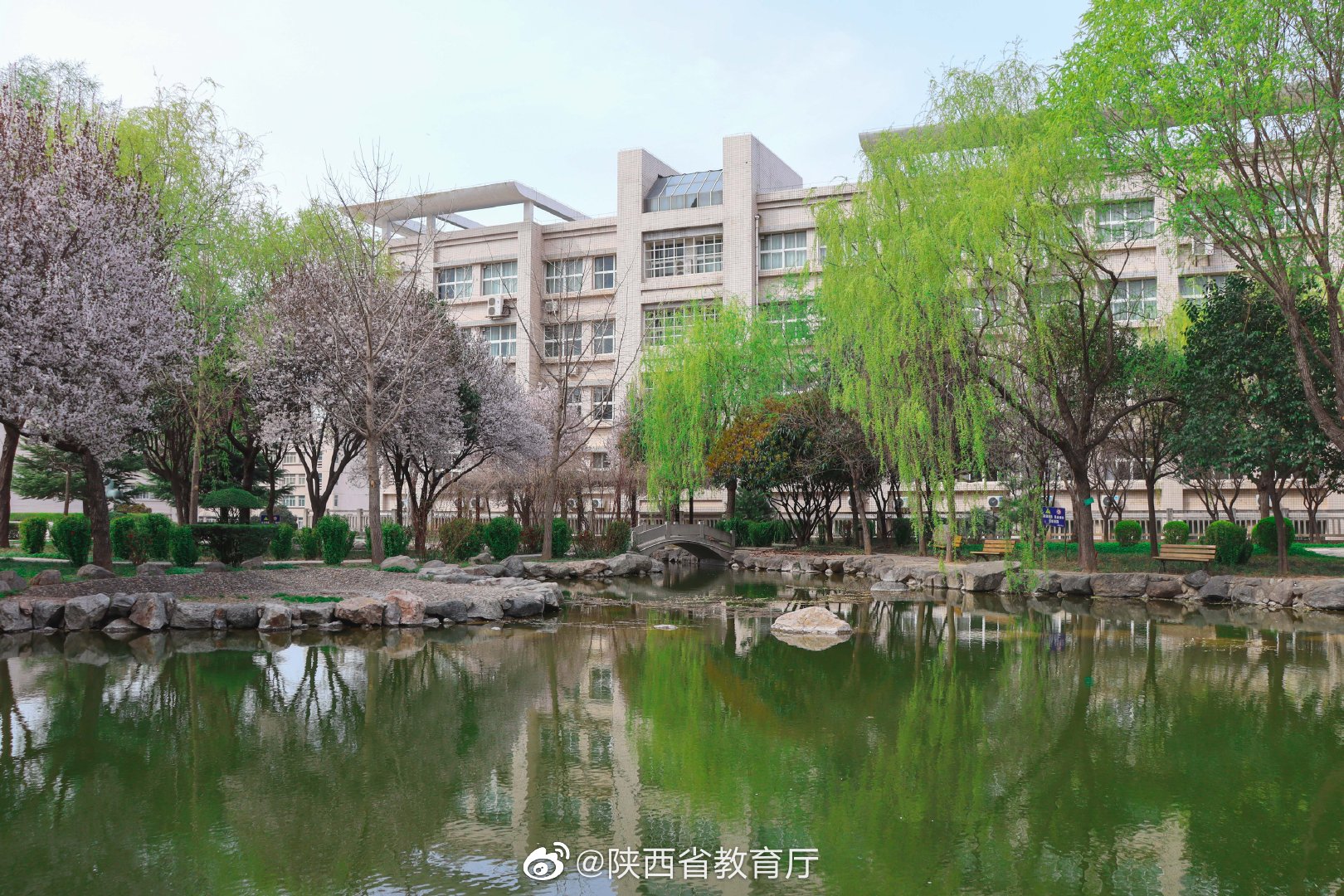 西安科技大学:樱花盛开等君归