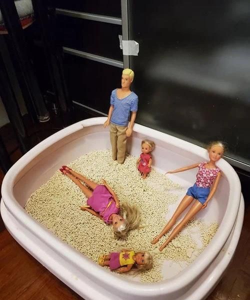 猫砂排行_超奈斯顺应市场,猫砂重要增长点