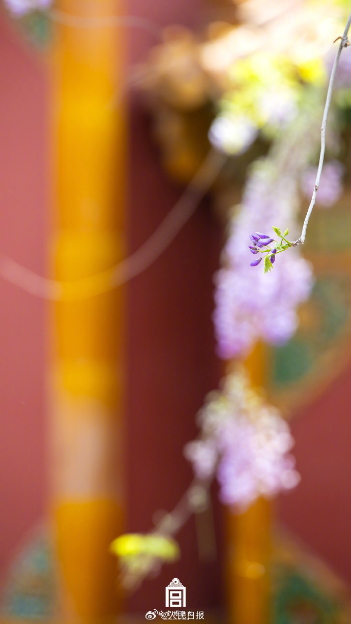 故宫的紫藤花开了