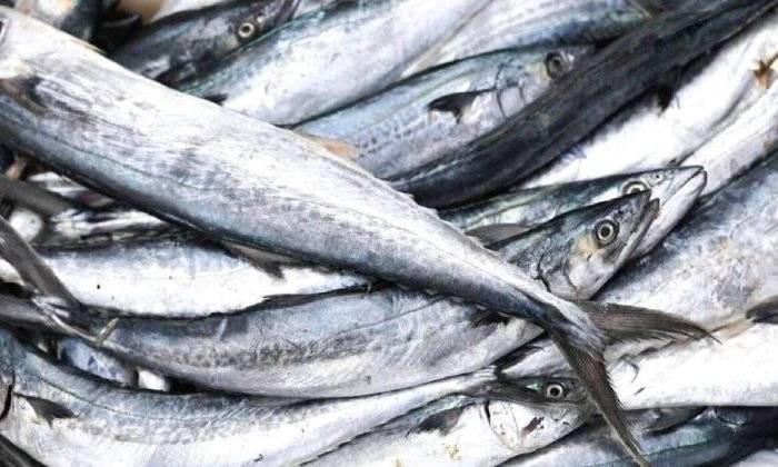 魚滿艙! 魚滿艙!