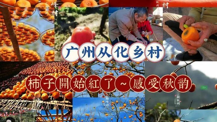 广州秋日限定 | 从化三个“柿”外桃源，邂逅属于秋天的甜蜜|广州市|广东省|柿子|桂峰|乡村_新浪新闻